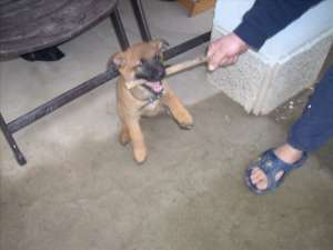 ciobanesc belgian malinois