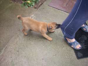 ciobanesc belgian malinois