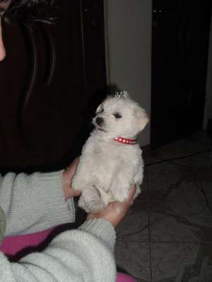 Vand bichon