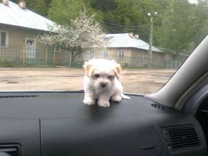 Vand bichon