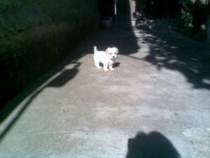 Vand bichon