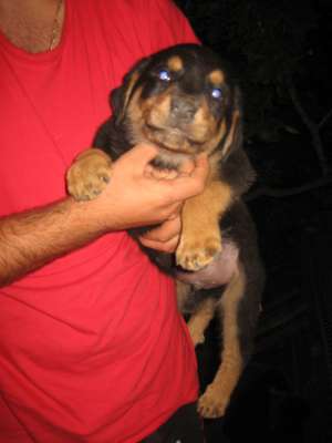 vand pui rottweiler