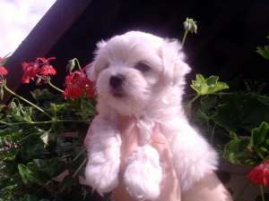vand pui bichon maltez talie mica , alb imaculat pret 700 lei