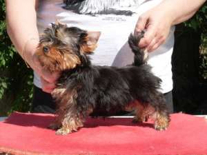 Pui de Yorkshire Terrier