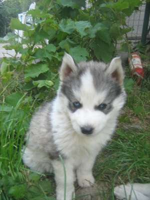 VAND HUSKY