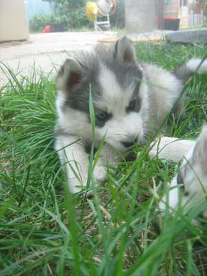 VAND HUSKY