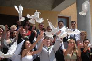 Inchiriez porumbei albi Sibiu