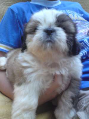 Shih-tzu de vanzare