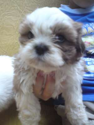 Shih-tzu de vanzare
