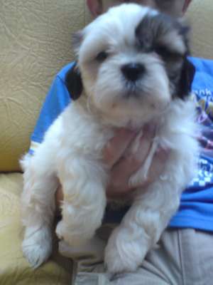Shih-tzu de vanzare