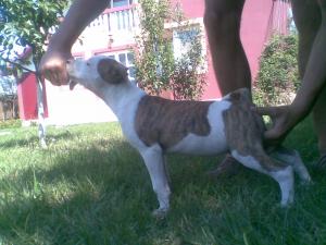 vand pui amstaff