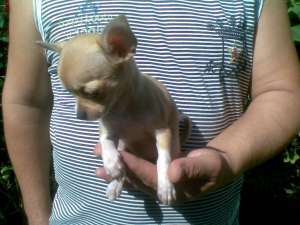 Pui Chihuahua toy