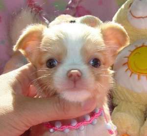 2 sănătoase Mini Chihuahua pui disponibile