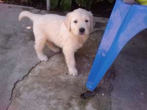 Vand pui golden retriever