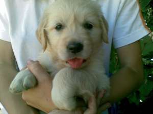 Vand pui golden retriever