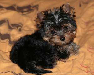 vand pui yorkshire terrier ieftin