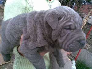 SHAR-PEI BLUE SUPERPREMIUM DE VANZARE-PERECHE ADULTA, FEM GESTANTA