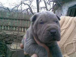 SHAR-PEI BLUE SUPERPREMIUM DE VANZARE-PERECHE ADULTA, FEM GESTANTA