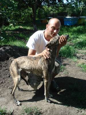 OGAR ENGLEZ GREYHOUND
