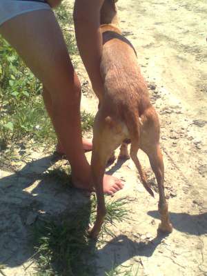 ogari  pt monta