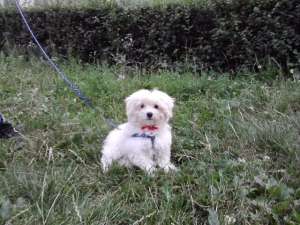 Vand Bichon Maltese