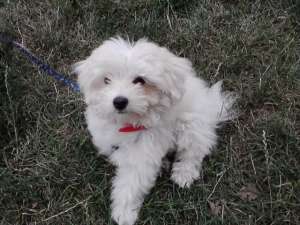Vand Bichon Maltese