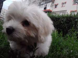 Vand Bichon Maltese