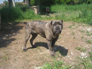 vand catei cane corso
