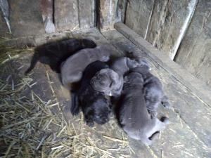 vand catei cane corso