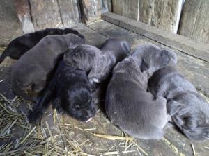 vand catei cane corso