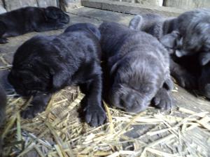 vand catei cane corso