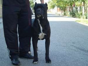 vand pui cane corso