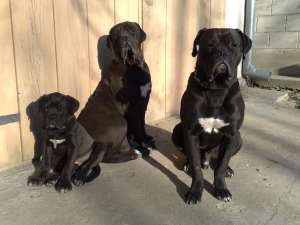 vand pui cane corso superbi