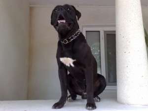 vand pui cane corso superbi