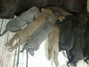 vand pui cane corso superbi