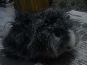 Vand porcusor de guineea mascul