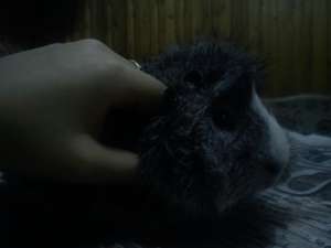 Vand porcusor de guineea mascul