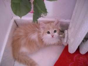 Vand motanel persan crem
