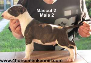 Canisa Four HorseMen vinde pui Bull Terrier