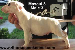 Canisa Four HorseMen vinde pui Bull Terrier