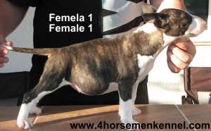 Canisa Four HorseMen vinde pui Bull Terrier