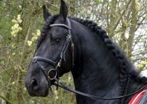 opt ani castrat Friesian