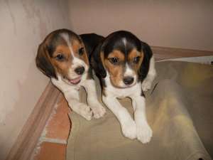 beagle