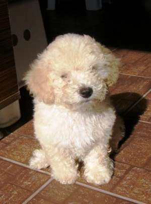 Bichon baietel 2, 5 luni