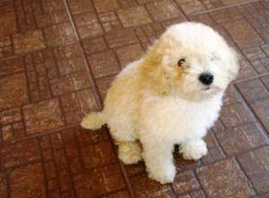 Bichon baietel 2, 5 luni
