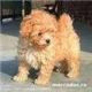 VAND CANICHE PITIC