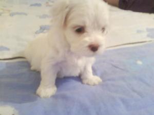 Bichon Maltez talie mini TOY