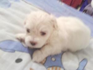 Bichon Maltez talie mini TOY