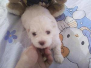 Bichon Maltez talie mini TOY