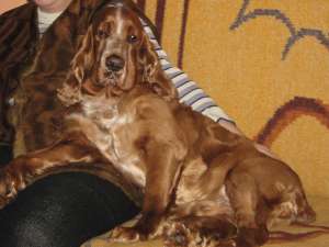 OFER PENTRU MONTA COCKER SPANIEL ENGLEZ AURIU,  LORD,  FOARTE FRUMOS